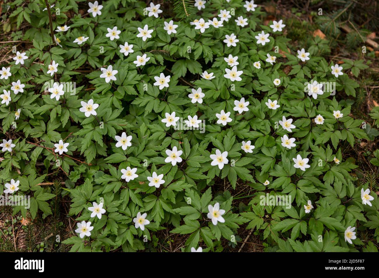 Wood anemone or anemonoides nemorosa, other common names include
