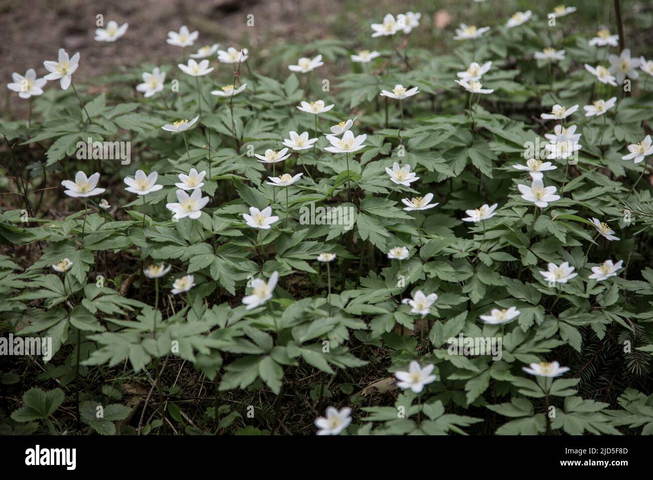 A Flowering Wood Anemone. The compound basal leaves are palmate or