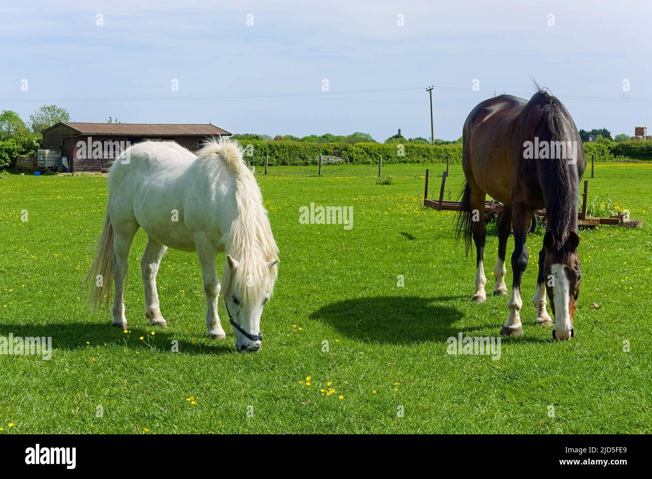Two horses grazing in a fieldl during springtime Stock Photo