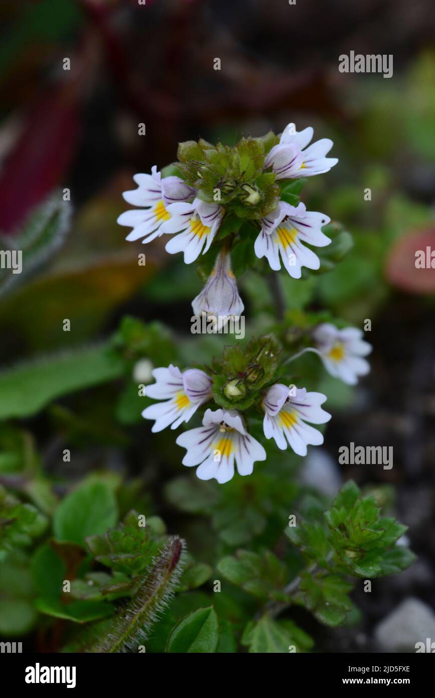 Close up portrait of eyebright in flower Stock Photo