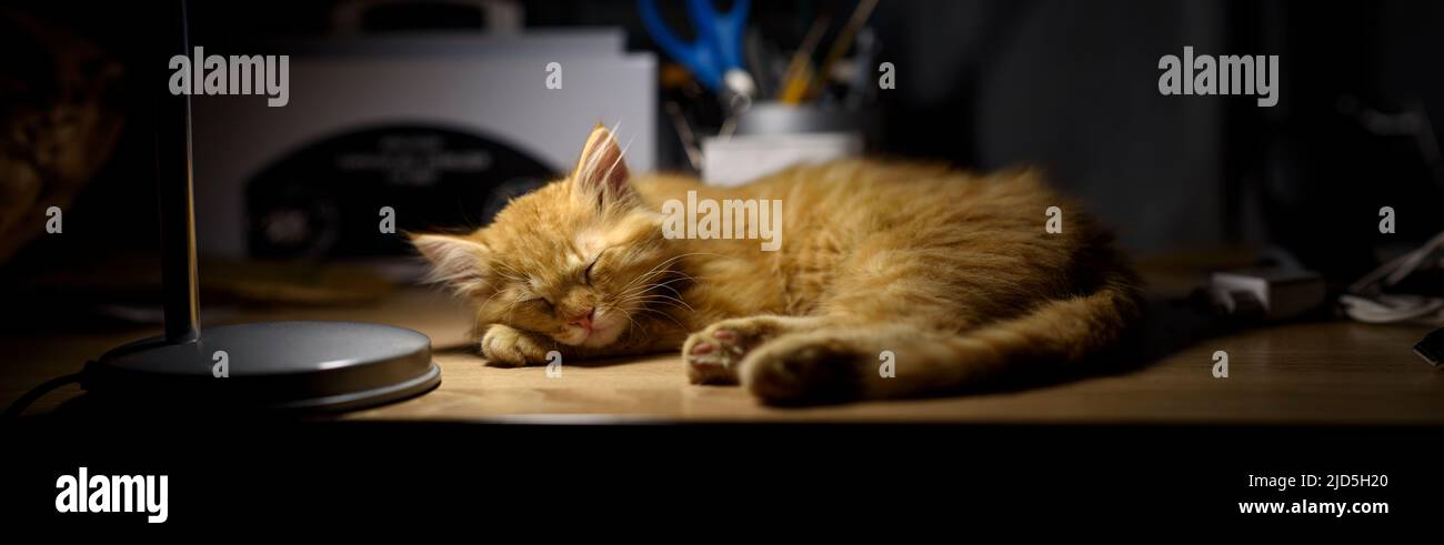The cat enjoys peace in light of a table lamp. The red cat is resting ...