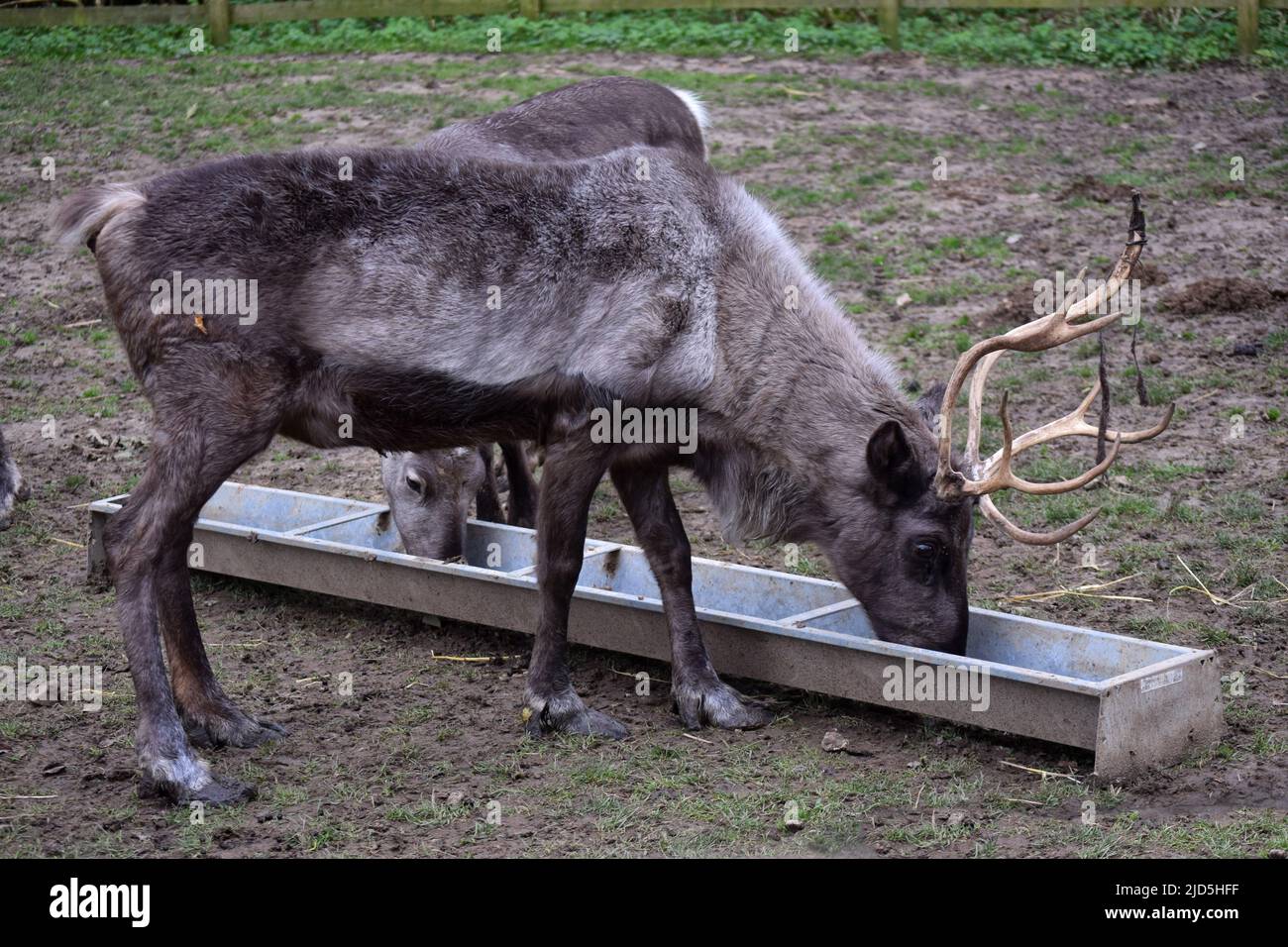 two reindeer eating from a trough, jimmys farm Stock Photo Alamy