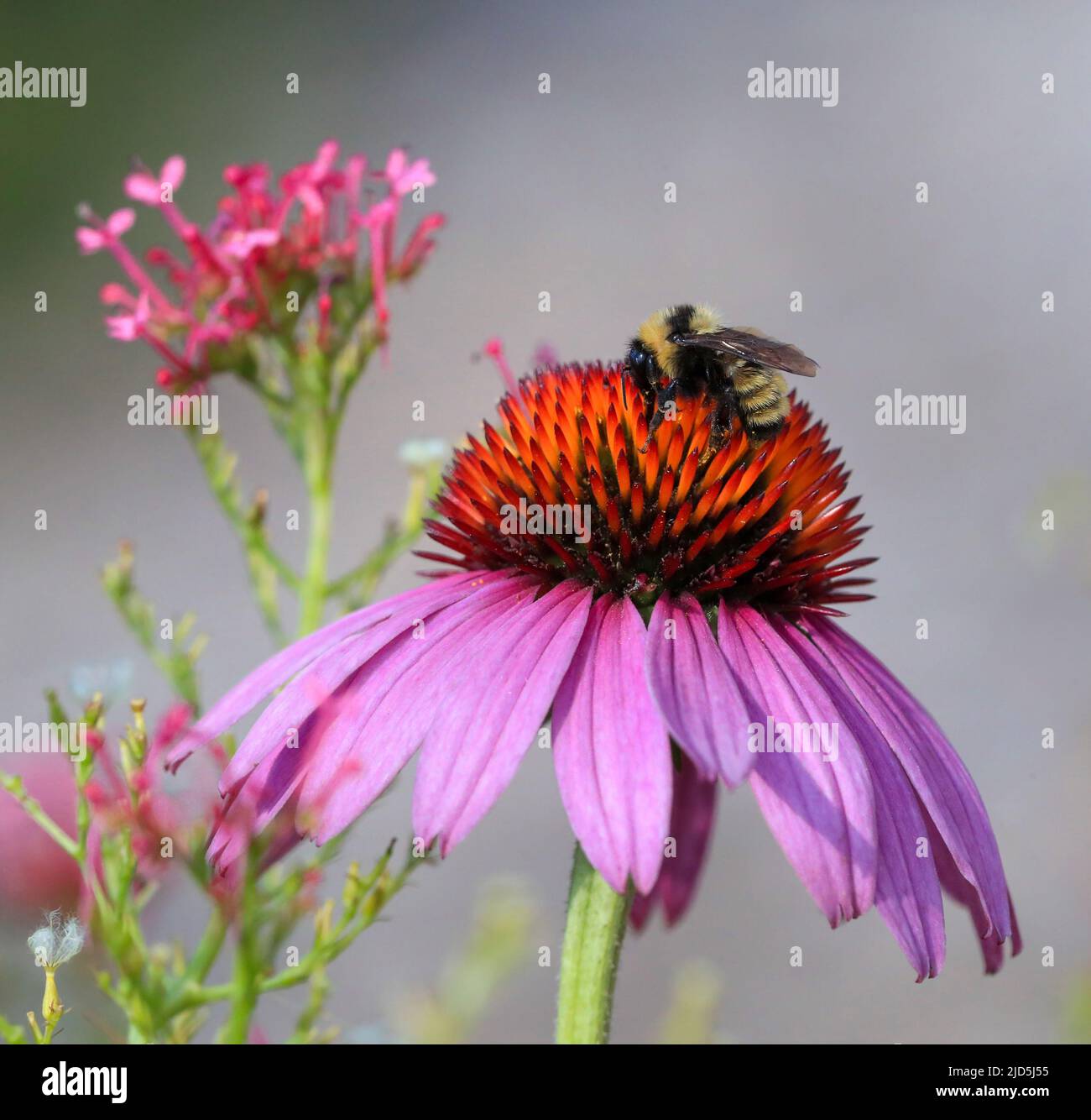 A Bumblebee atop a pink purple Echinacea flower in a garden setting, with a natural light background. Stock Photo