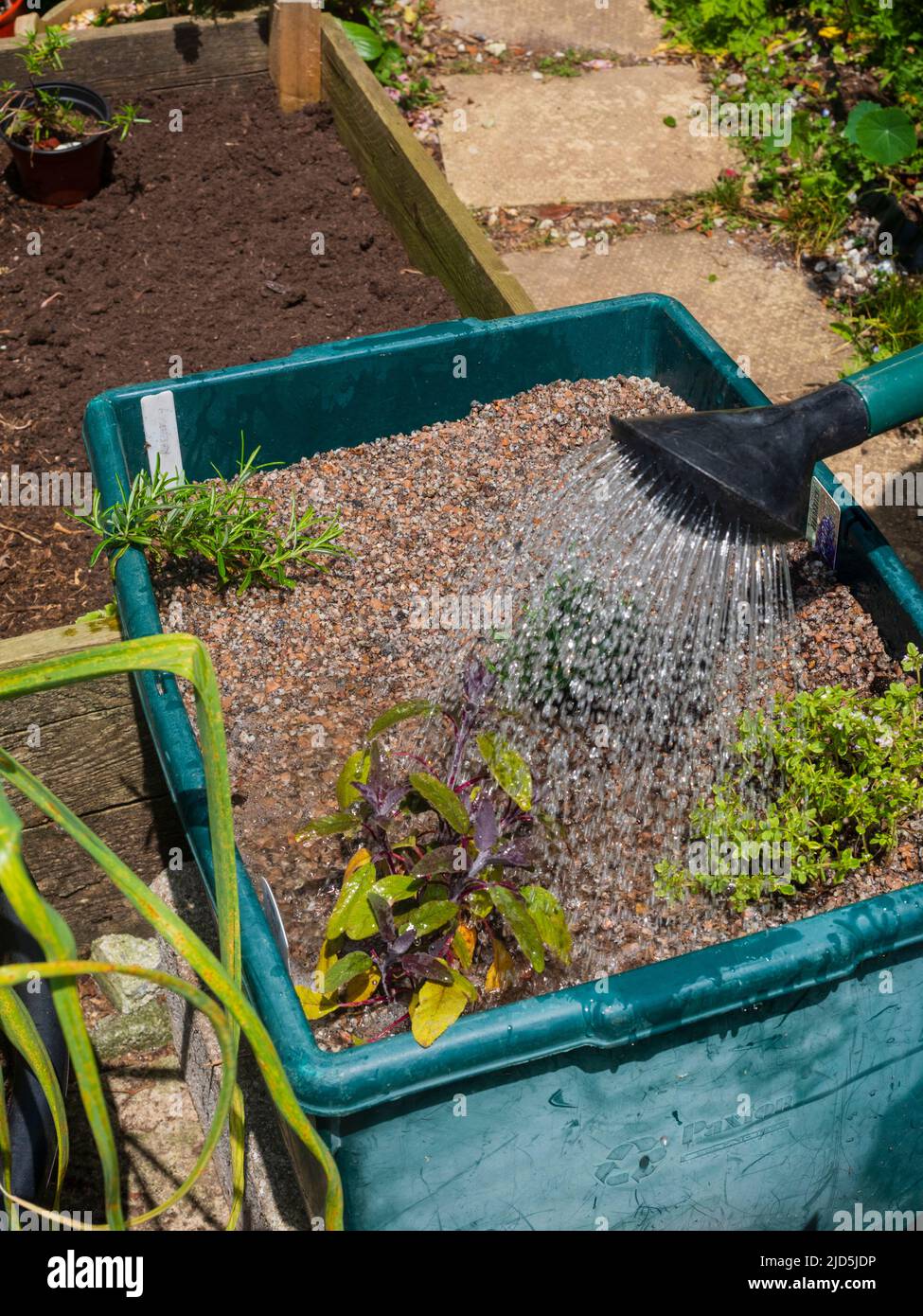 Final watering in of a newly planted, top dressed, container herb bed Stock Photo