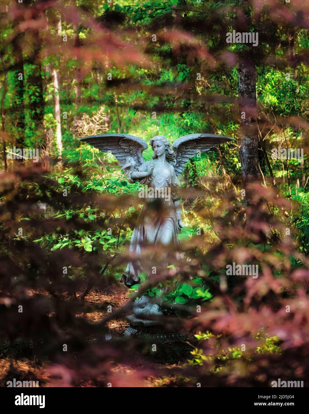 Garden angel statue or garden art in a home garden or English garden setting with Japanese maple trees. Stock Photo