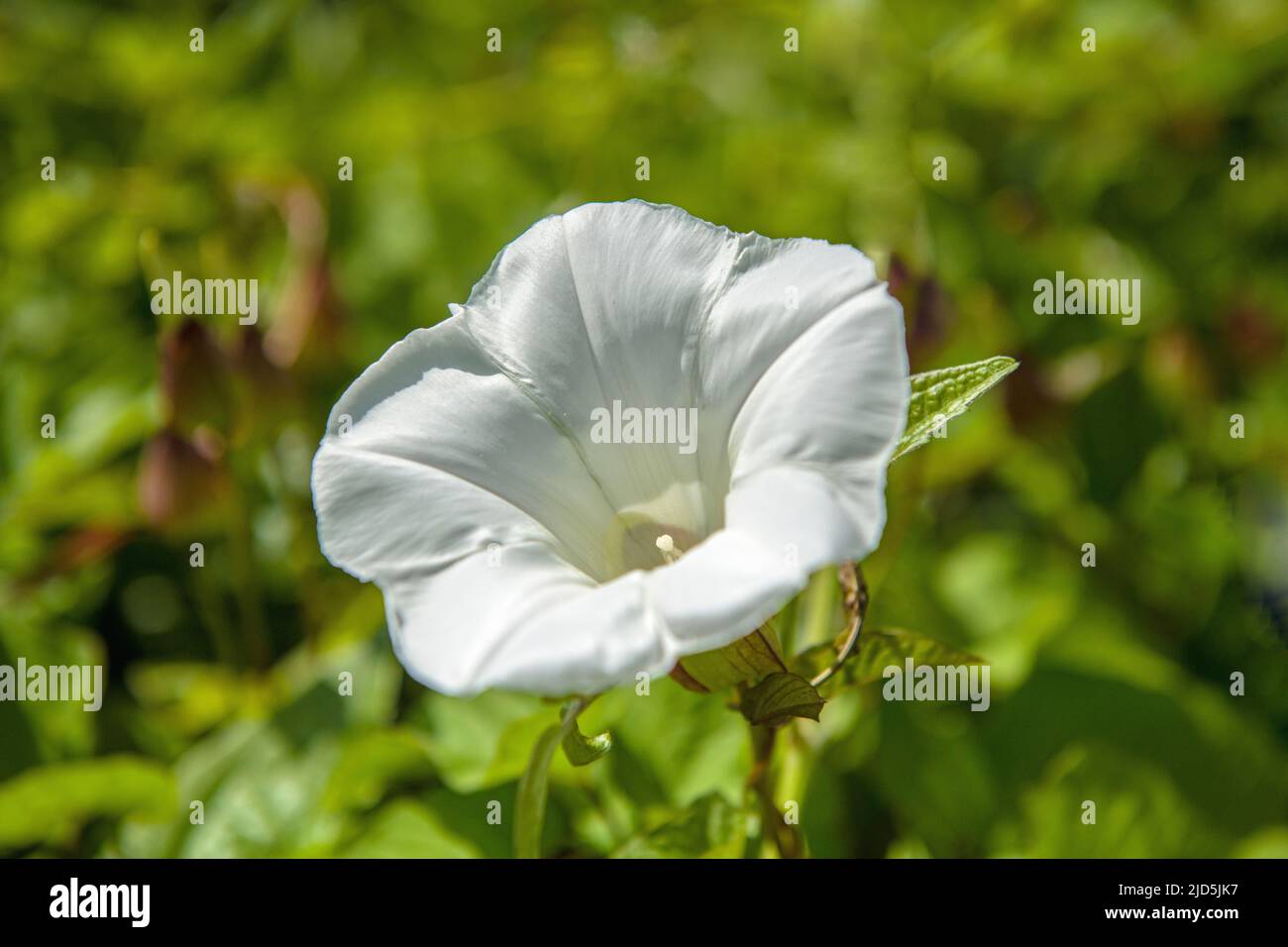 Bindweed, the scourge of gardeners either with fruit and vegetables or any form of plant life. Stock Photo