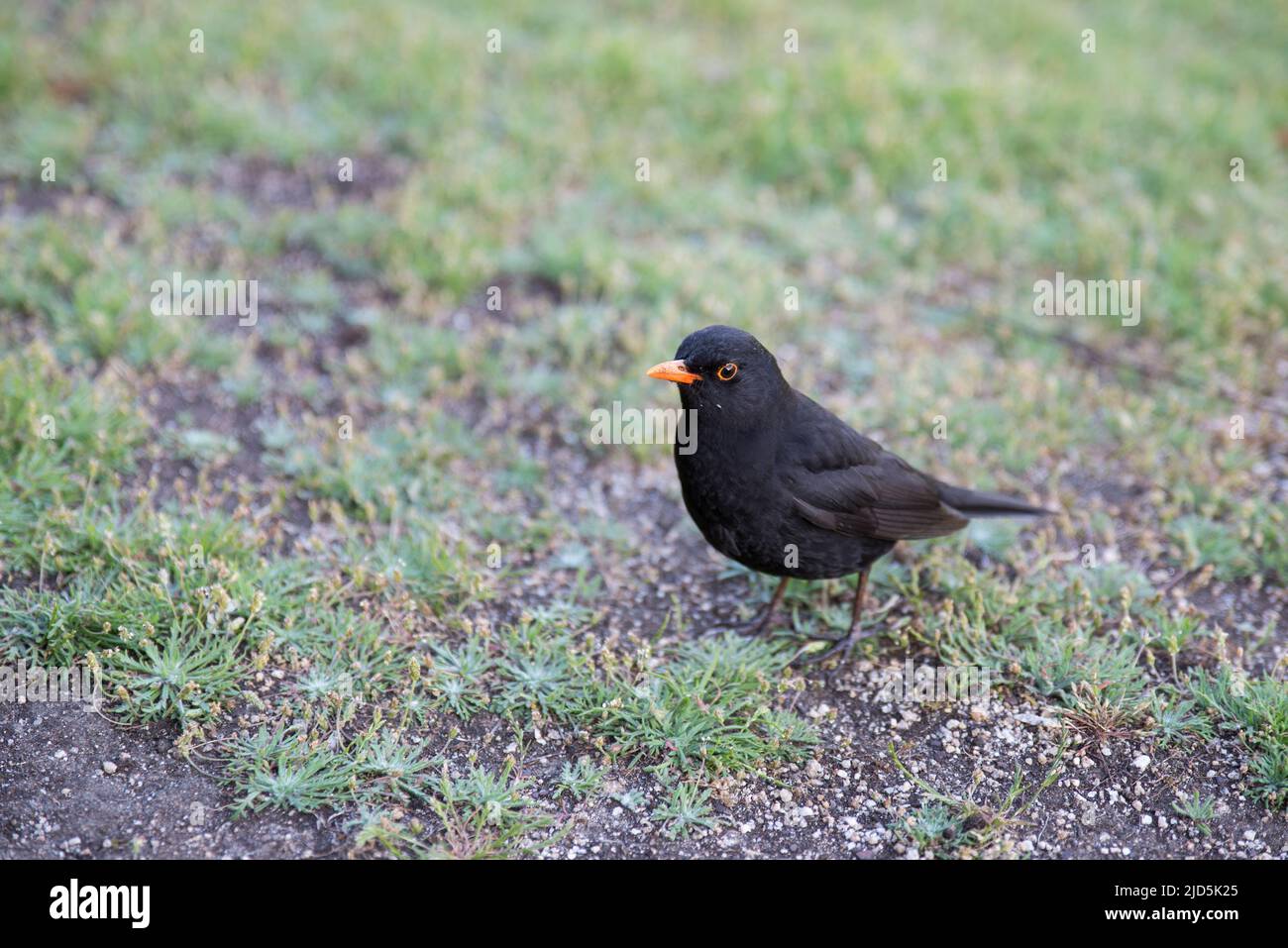 Isles of Scilly Stock Photo - Alamy