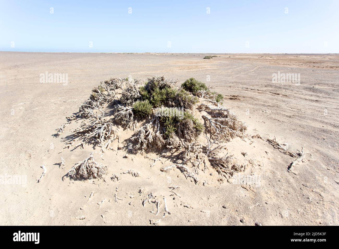View of Helichrysum intermedium in Namibia desert Stock Photo