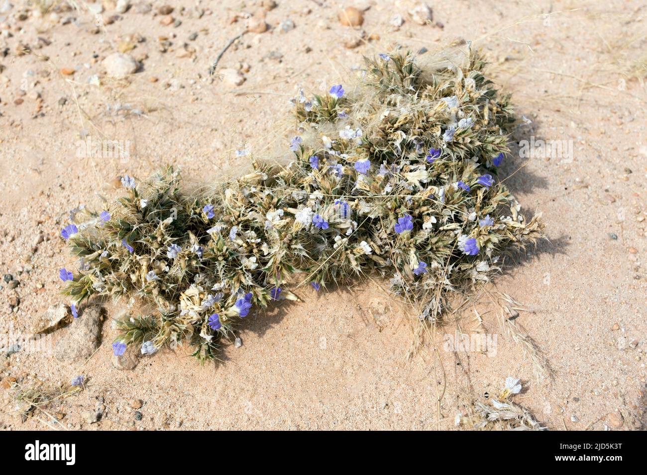 View of blepharis plant in Namibia desert Stock Photo