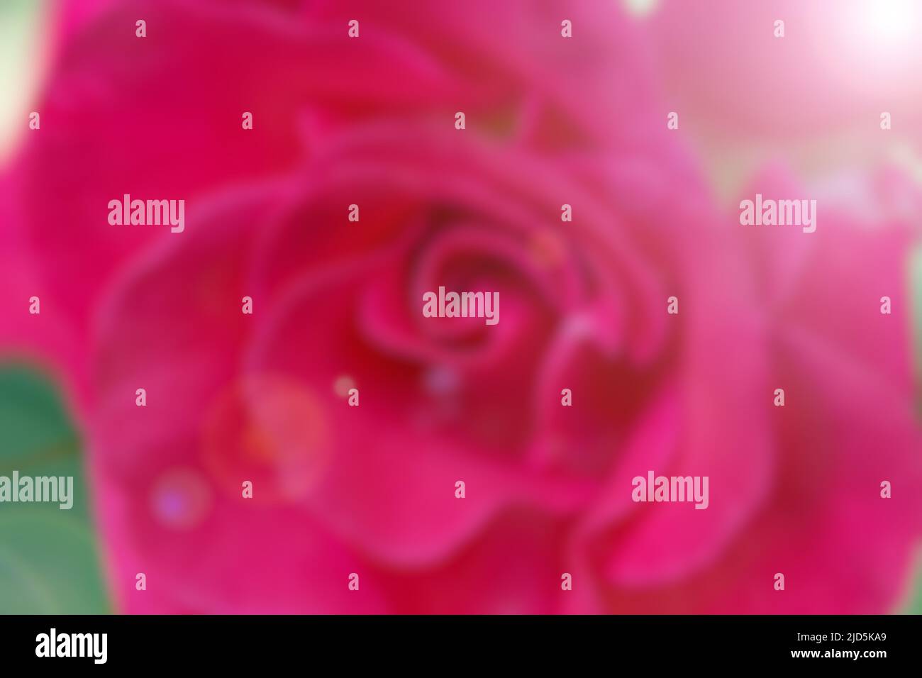 Blurred background from pink rose bud Stock Photo