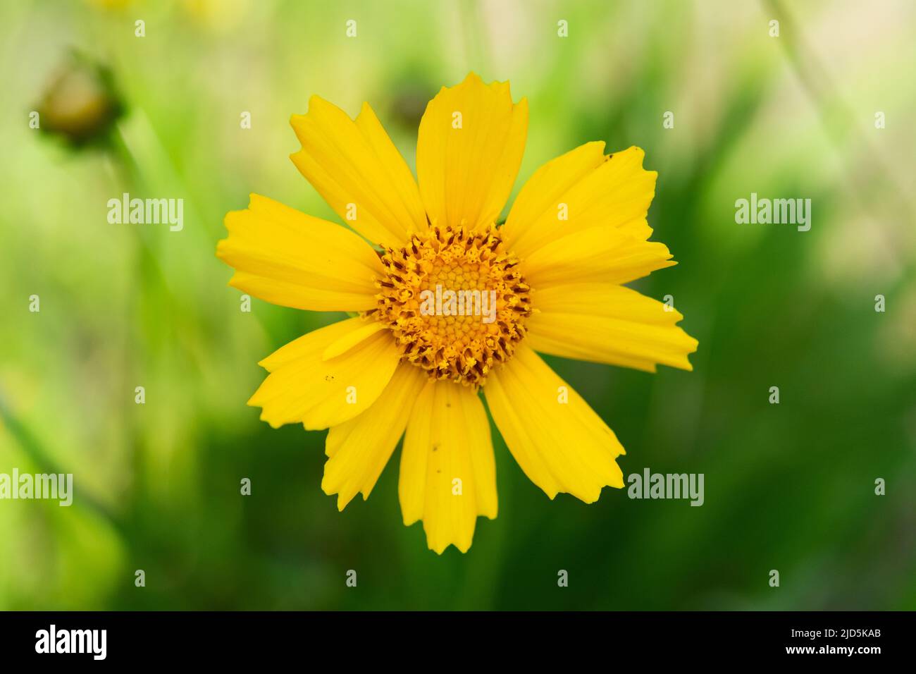 Coreopsis lanceolata, the lance-leaved coreopsis, is a North American species of tickseed in the family Asteraceae. Also Grows in Eastern Europe. Beau Stock Photo