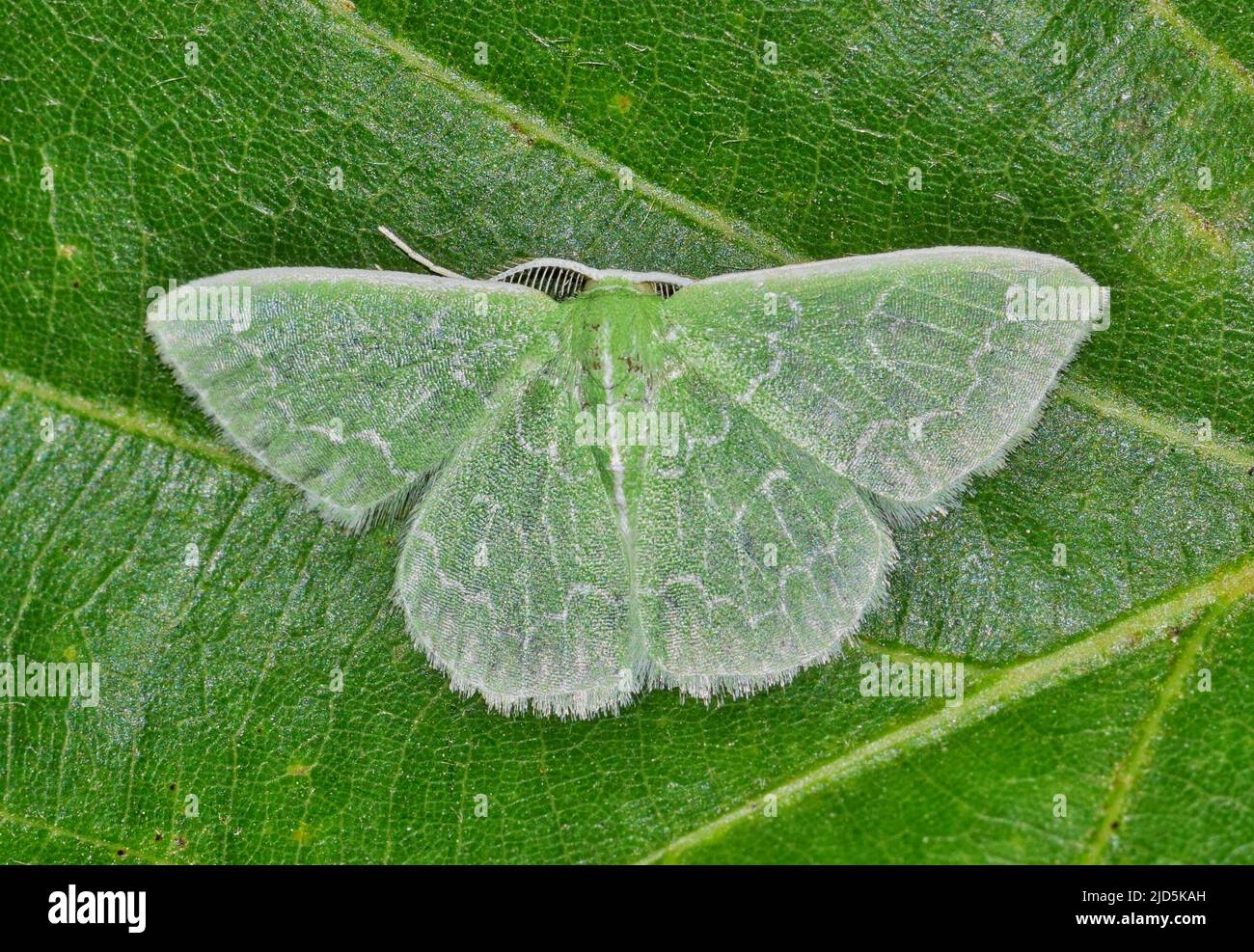 Southern Emerald Moth (Synchlora frondaria) displaying camouflage on an oak leaf, dorsal view. Common species throughout the USA. Stock Photo