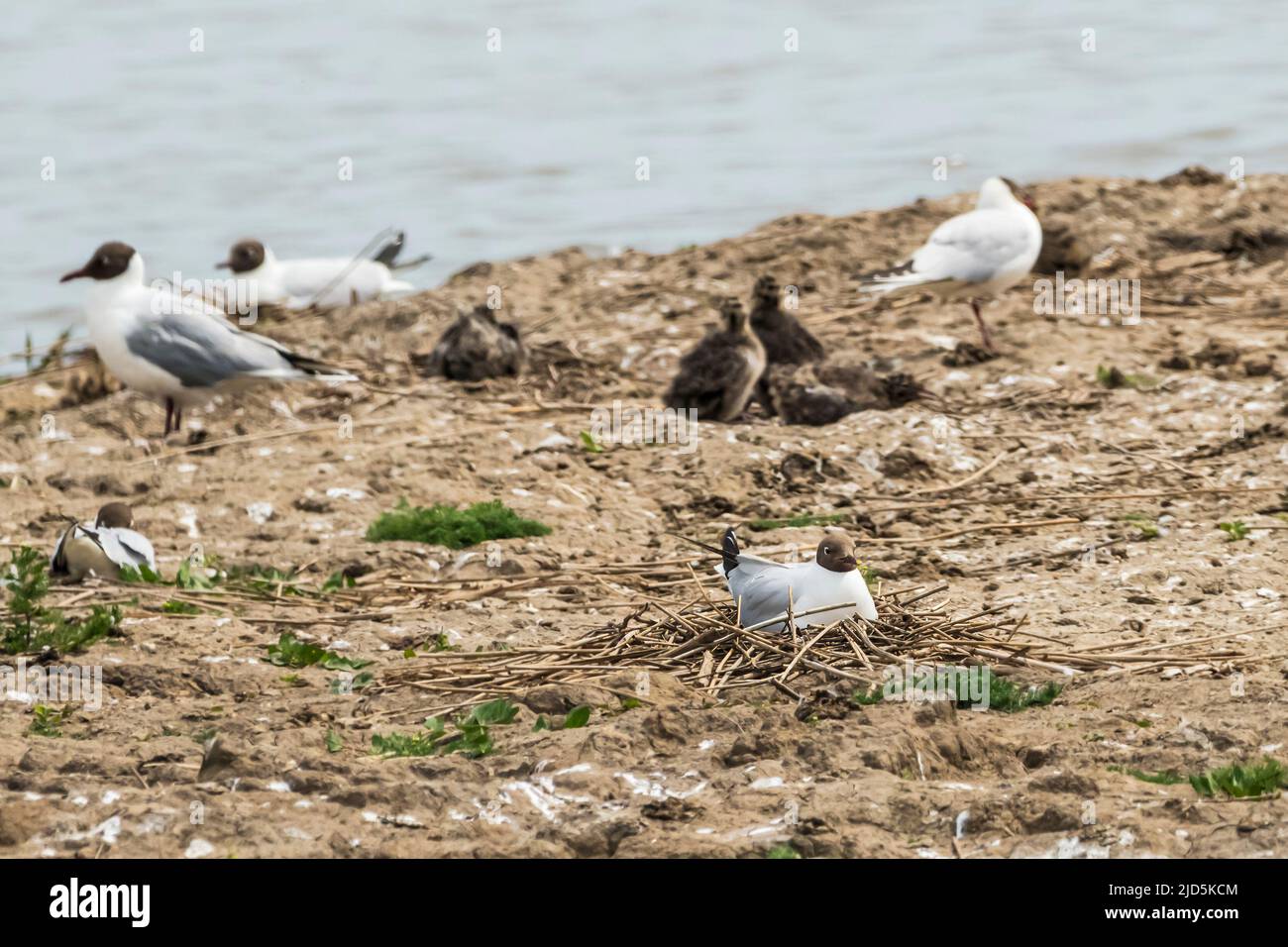 Black headed gull, Chroicocephalus ridibundus, sitting on nest at Titchwell Marsh RSPB reserve. Stock Photo