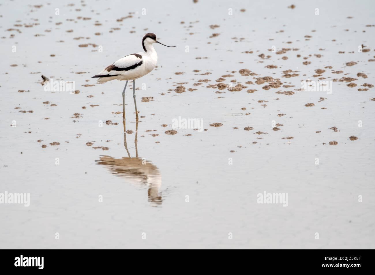 Avocet, Recurvirostra avosetta, and reflection standing on Freshwater Marsh at Titchwell RSPB reserve. Stock Photo