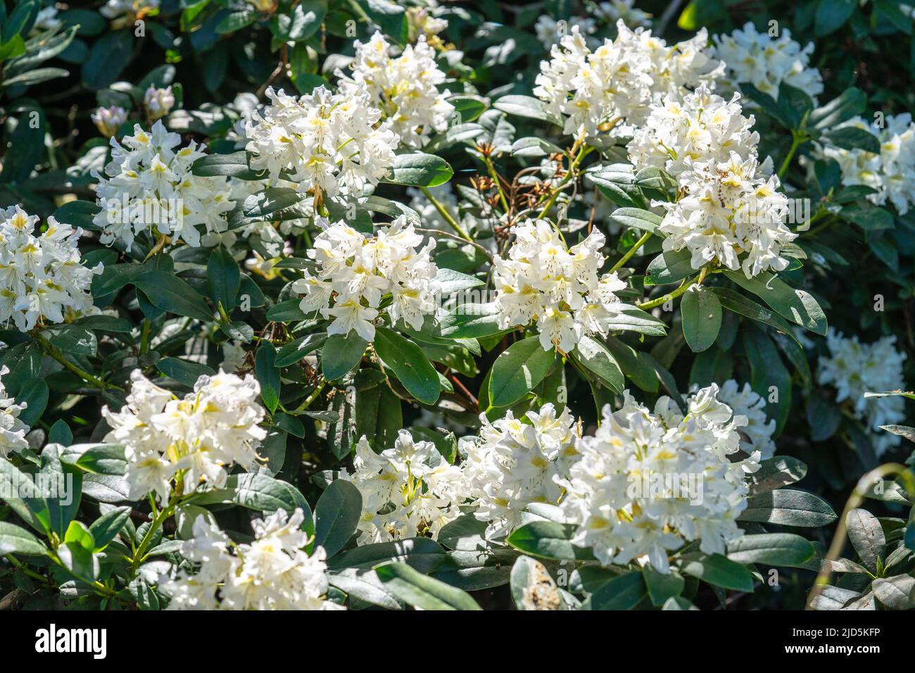 Rhododendron maximum it is common names include great laurel, great rhododendron, rosebay rhododendron Stock Photo