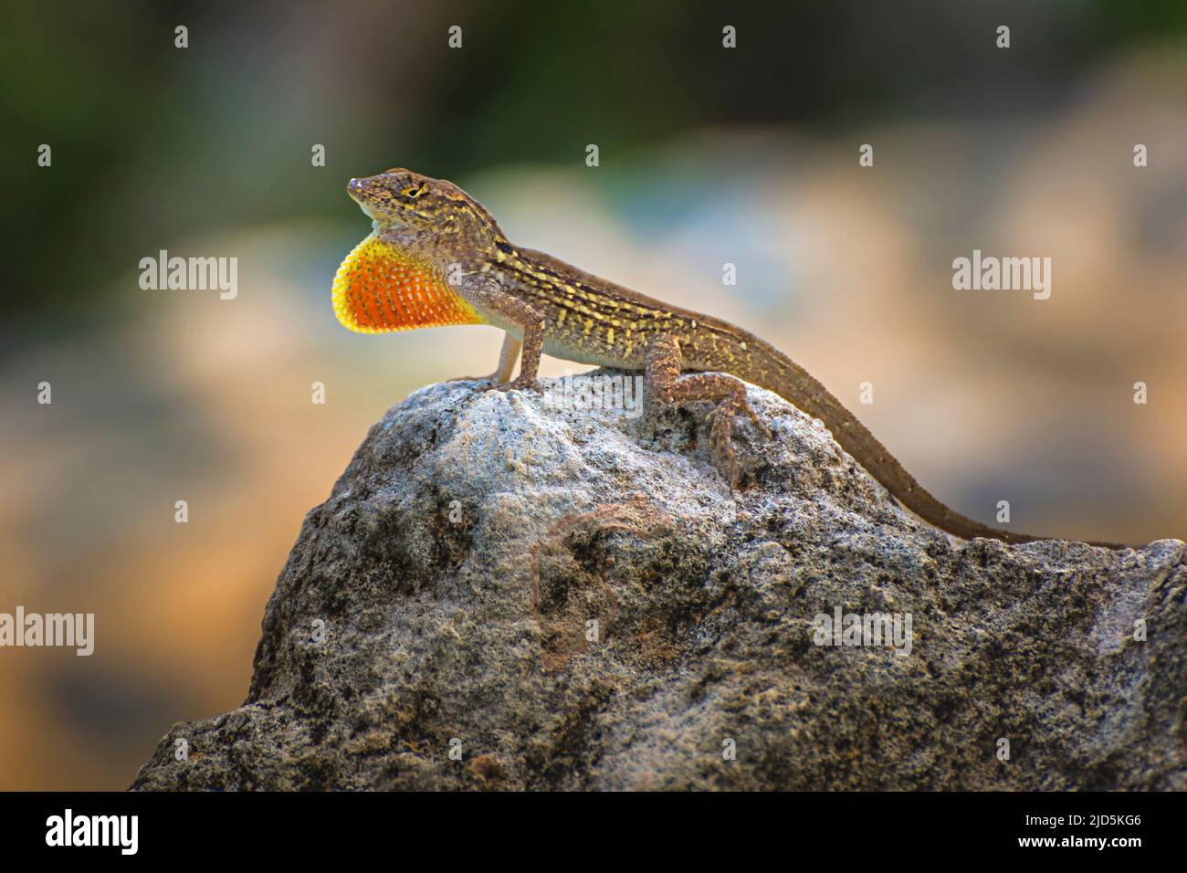 Cuban Brown Anole  (Anolis sagrei) with extended dewlap on Cayo Guillermo, Cuba Stock Photo