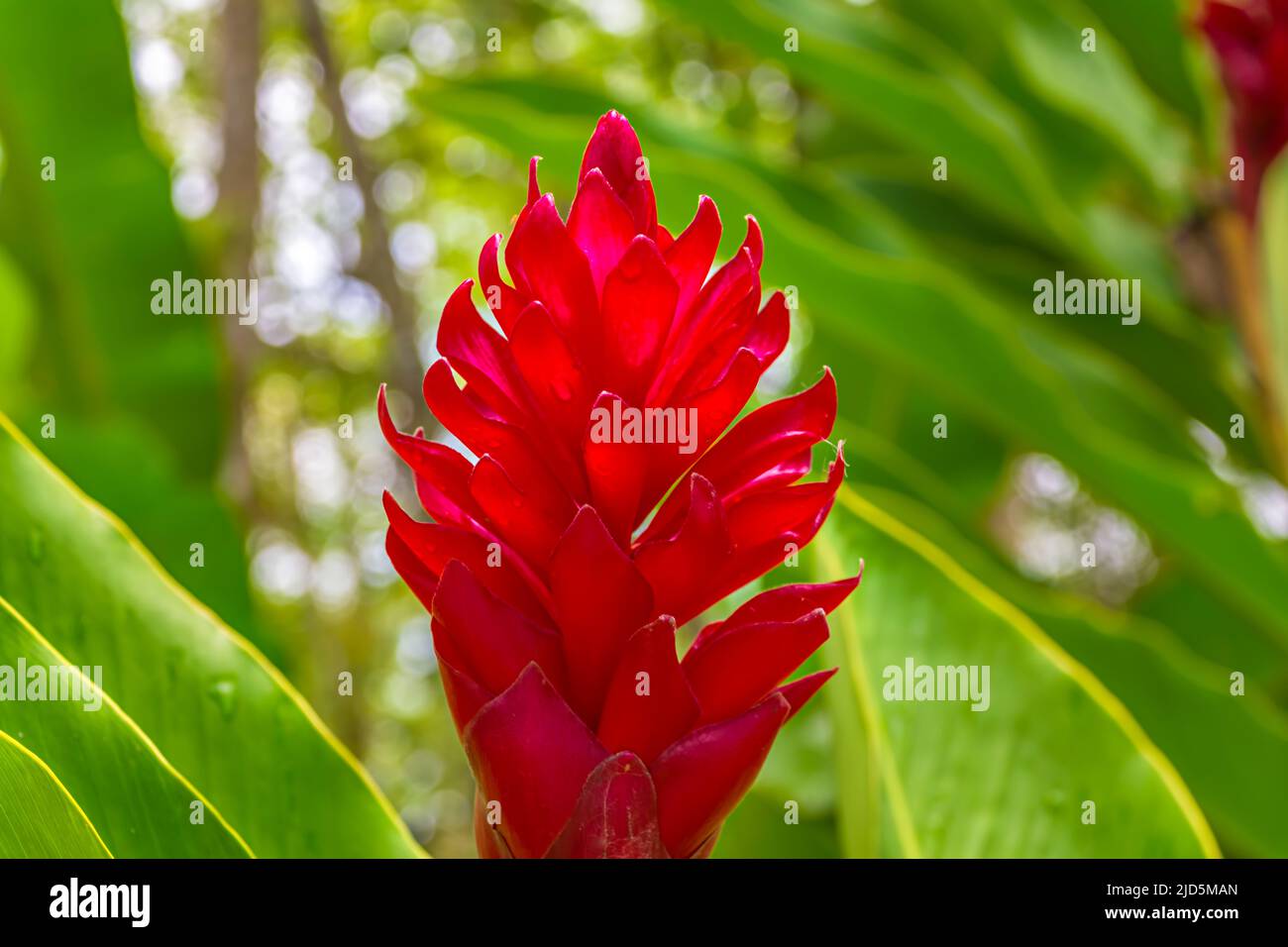 Red Ginger (Alpinia purpurata) at the Topes de Collantes National Park in Cuba Stock Photo