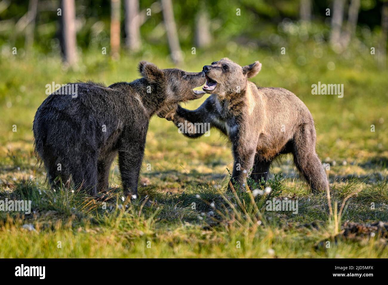 Brown bear yearlings are challenging each other at the swamp. Stock Photo