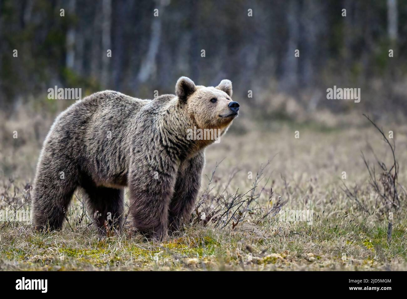 Bear tries to smell what is happening around in the night Stock Photo