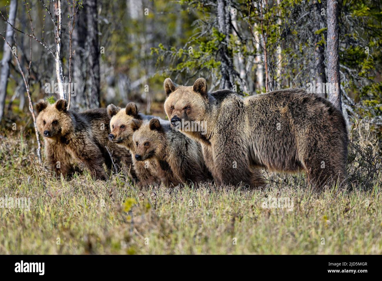 The whole Bear family in observation mode Stock Photo