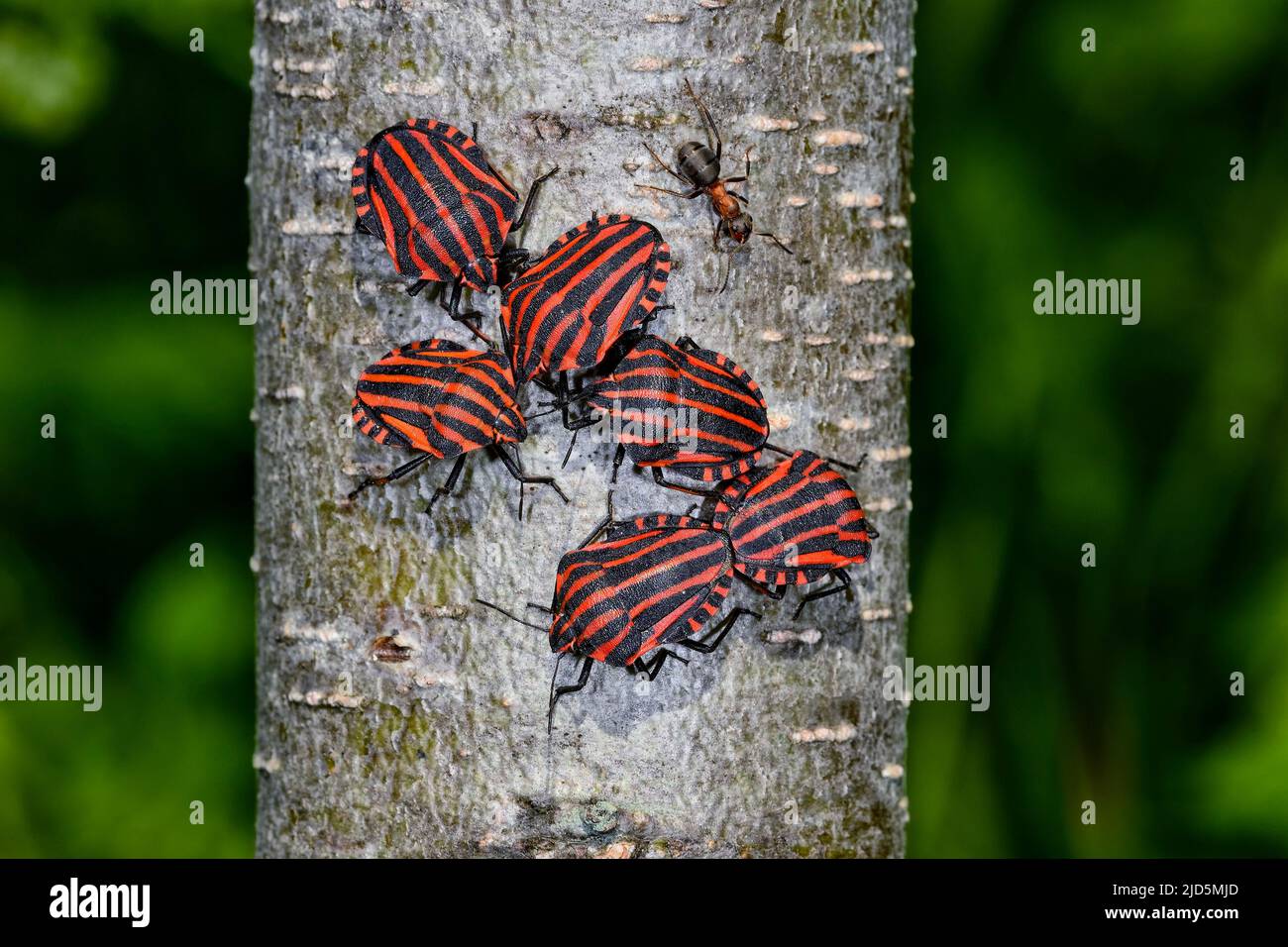 Striped bugs congregate Stock Photo