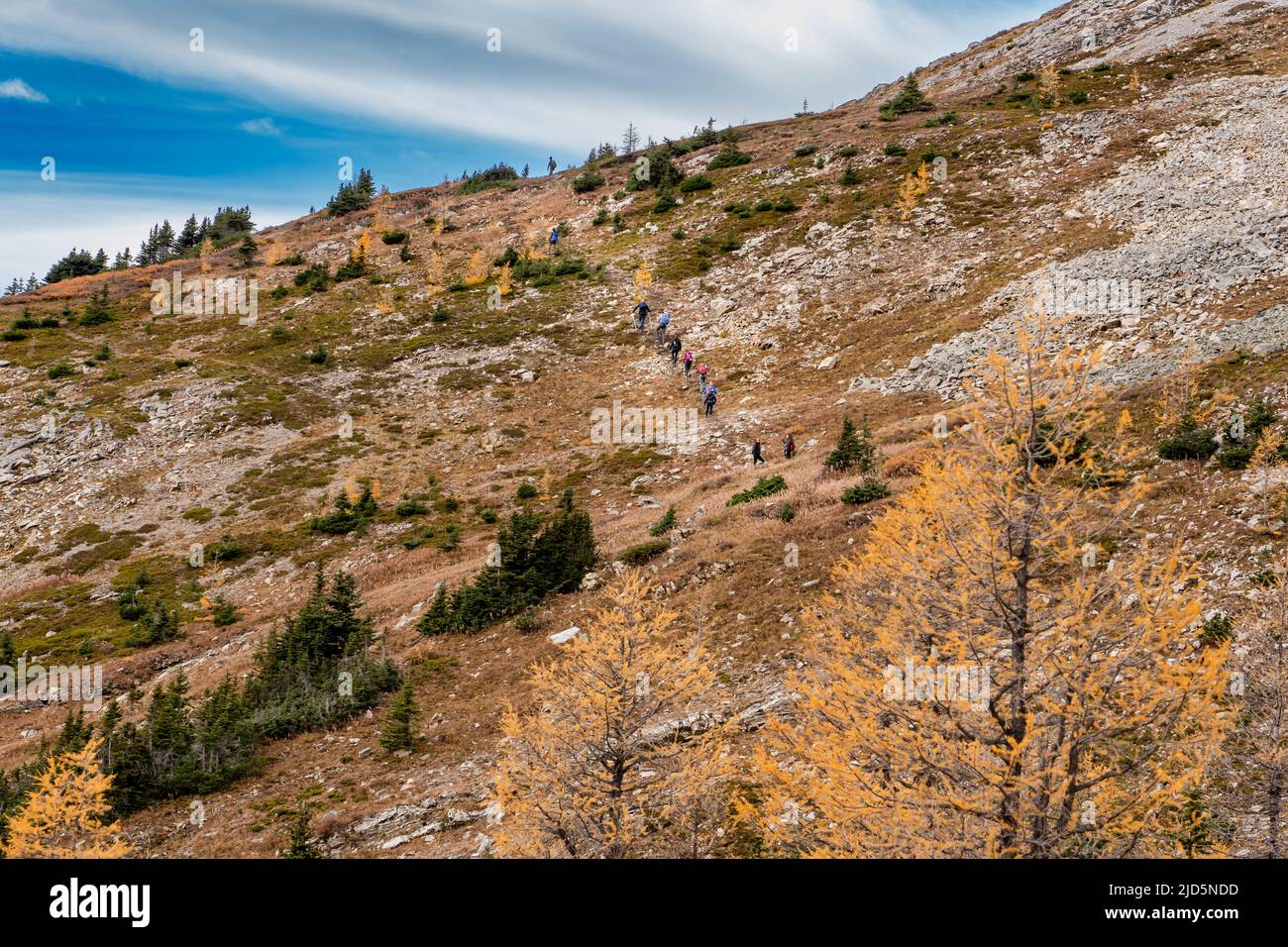 A line of trekkers hiking up a steep trail with autumn larch trees near Ptarmigan Cirque in Kananaskis Alberta Canada. Stock Photo