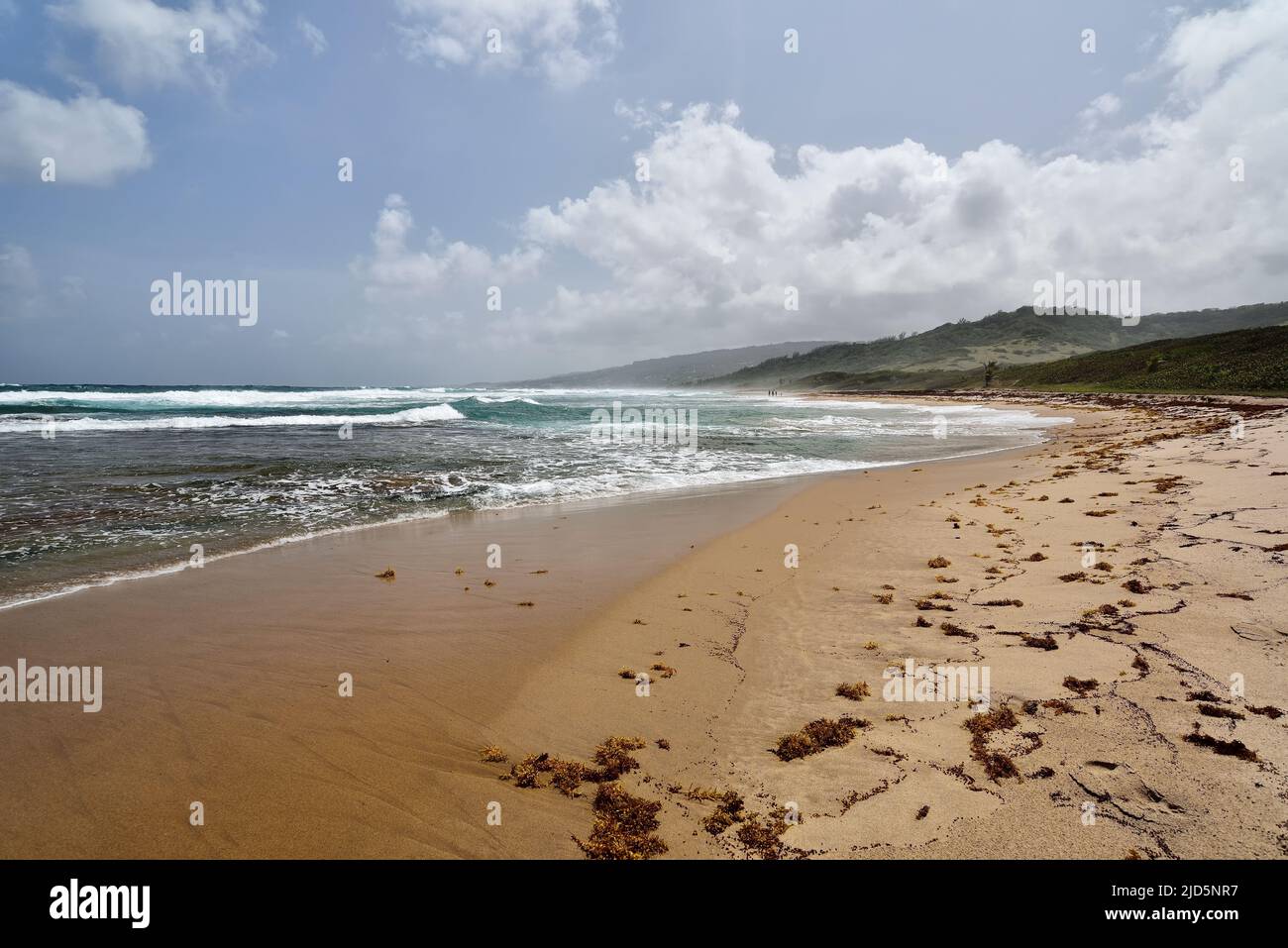 The seaweedcovered Walkers Beach in the eastnorth side of Barbados
