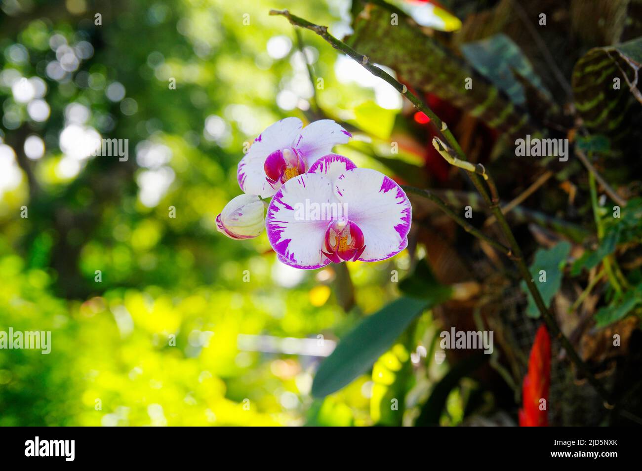 Beautiful botanical garden Jardin de Deshaies, north west of Basse