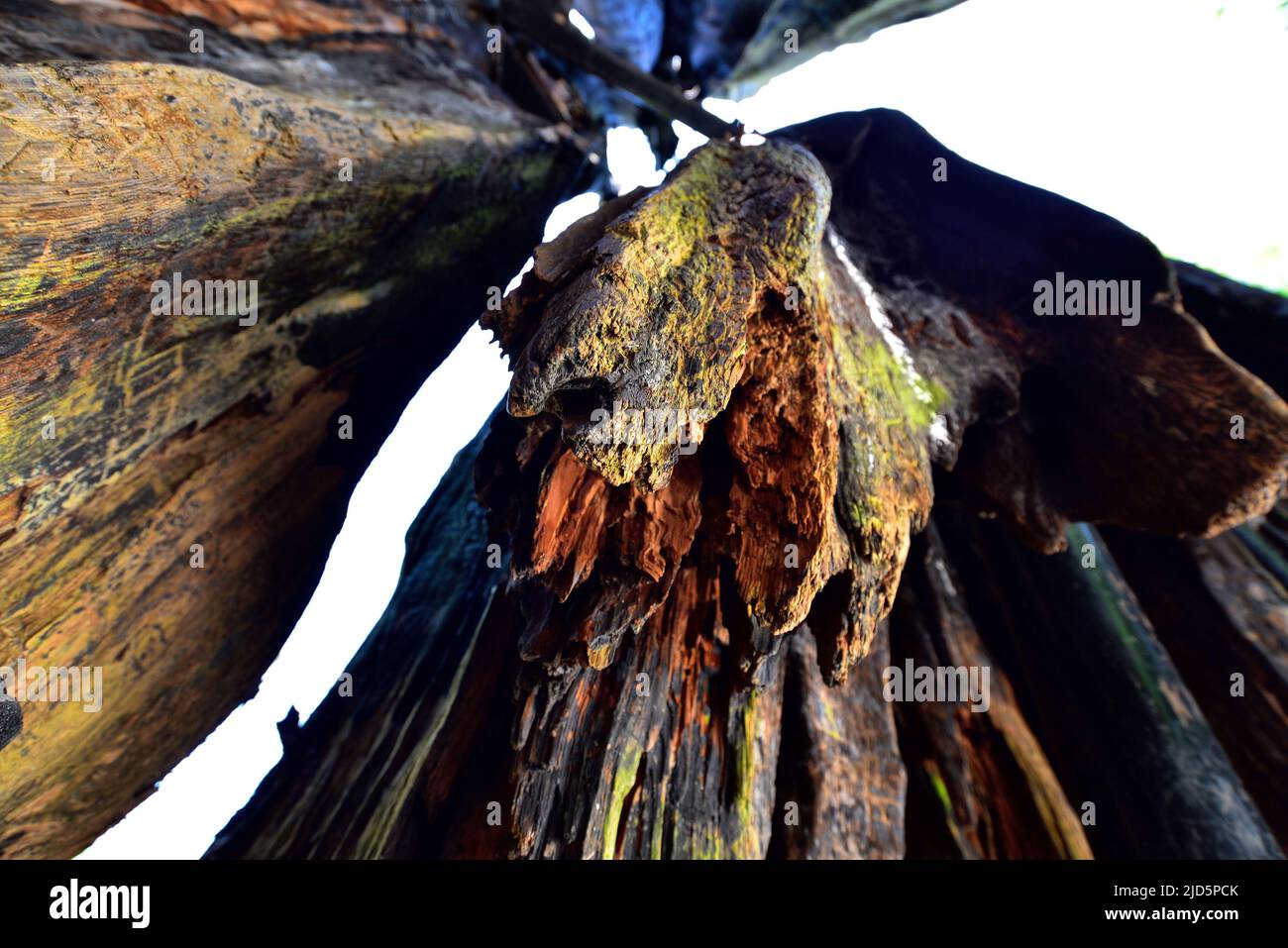 The 800-year-old Hollow Tree, a Western Red Cedar tree stump, is one of the most famous landmarks at Stanley Park in Vancouver. The tree was restored Stock Photo