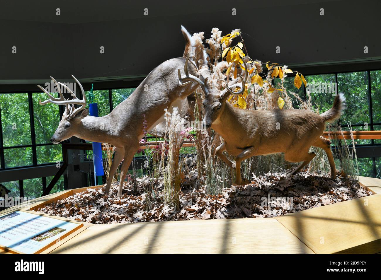 mississippi-whitetail-deer-hi-res-stock-photography-and-images-alamy