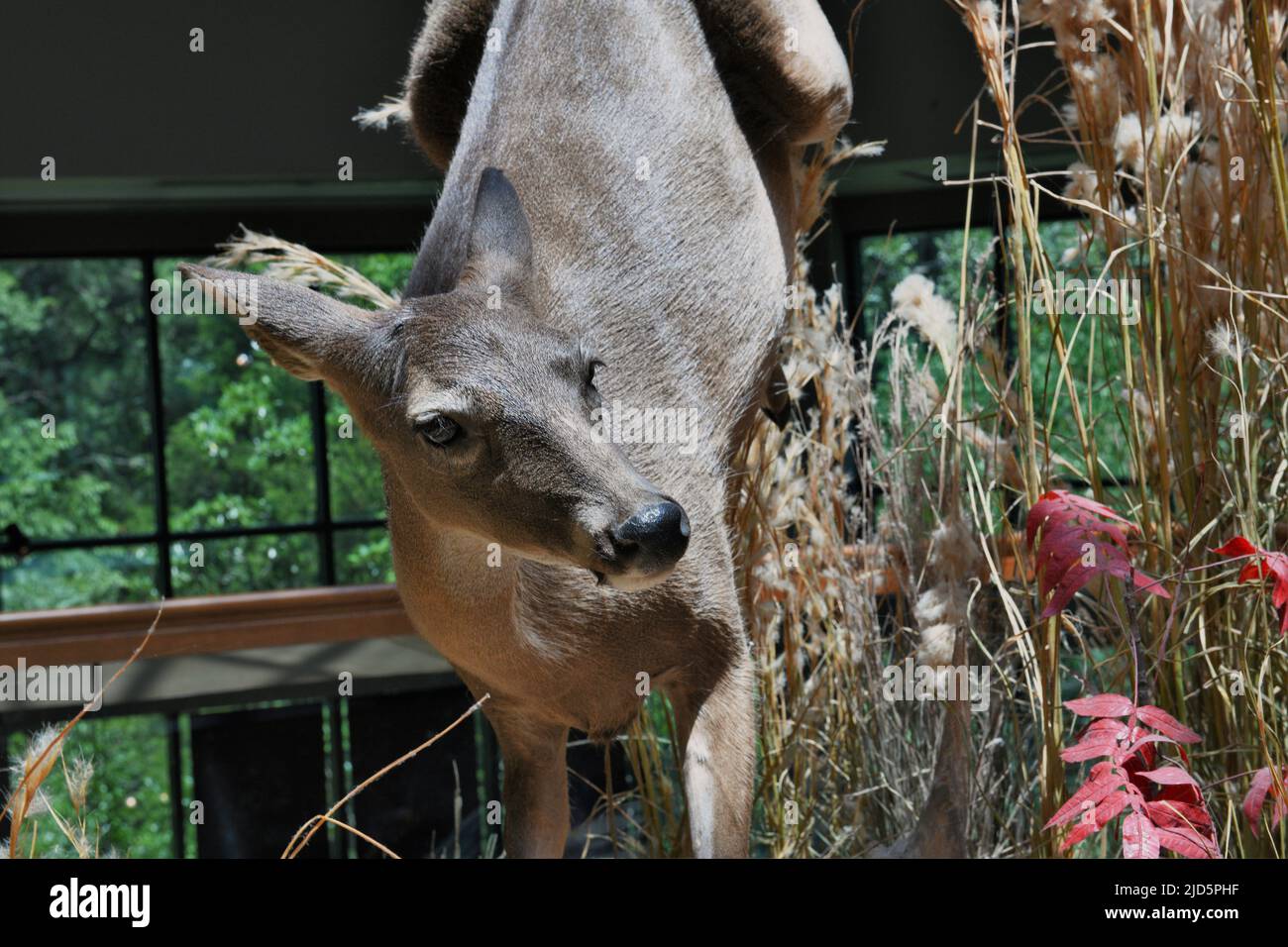 Whitetail Deer. Stock Photo