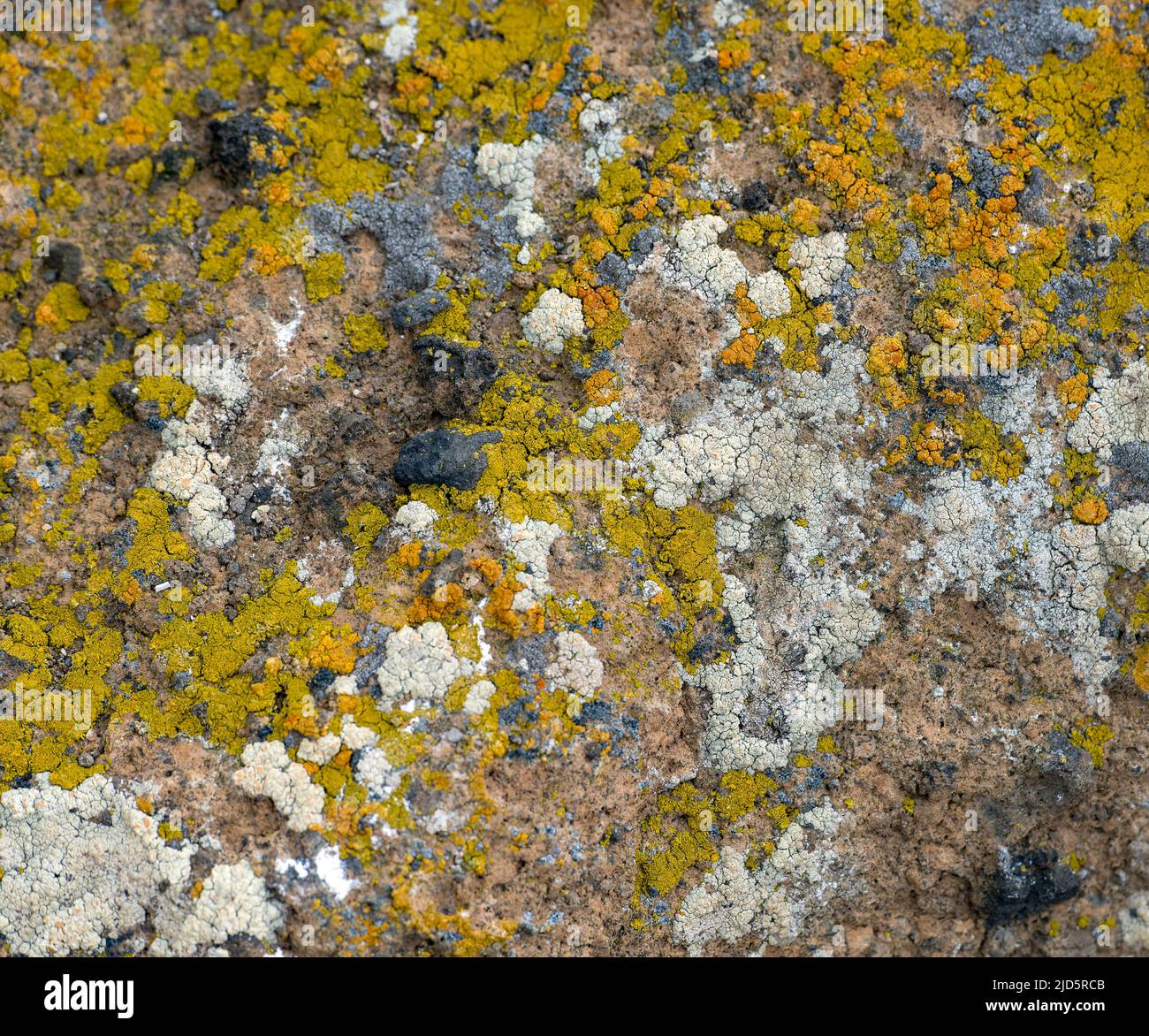 Assemblange of lichens growing on rocks at 'Brown Bluff', the Antarctic Peninsula, Antarctica. Stock Photo