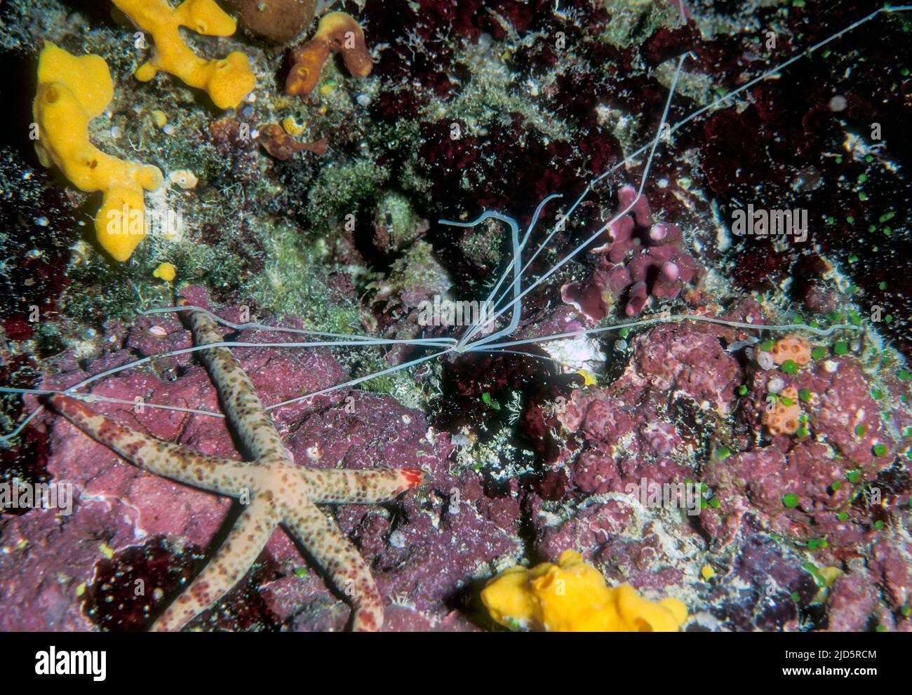 The long tentacles of the spaghetti worm Retetrebella queenslandica photographed in a reef slope in the Maldives. The worm itself is buried oin the re Stock Photo