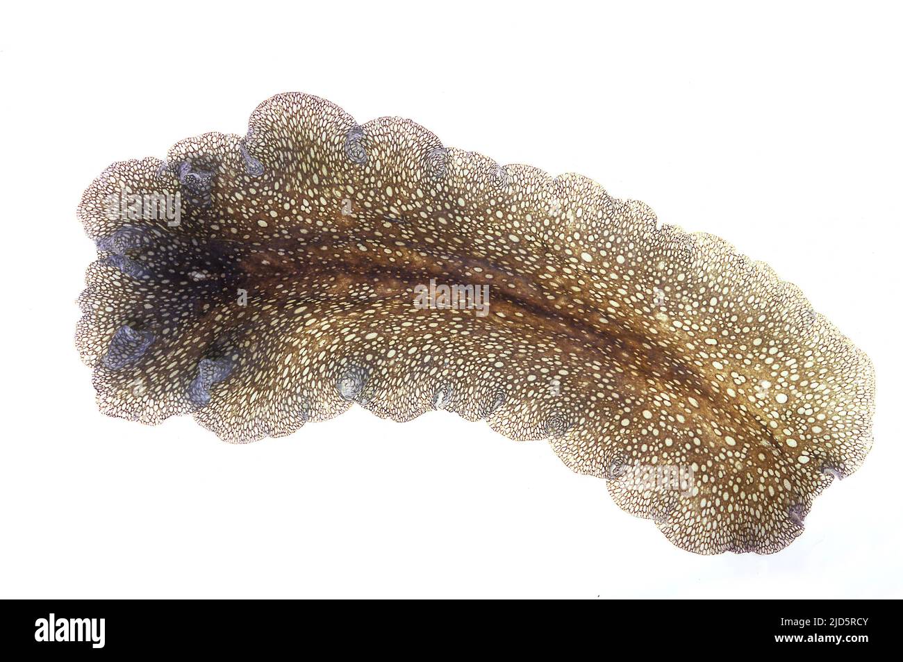 Tropical marine flat worm from the genus Pericelis. Dorsal view. Stock Photo