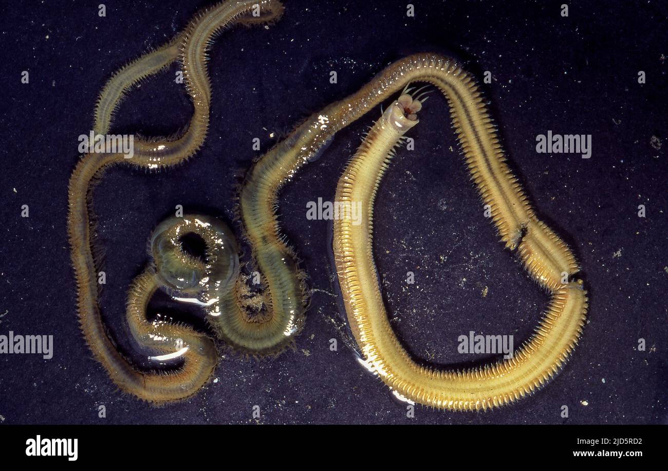 The sedentary polychaet Eunice tubifex collected from shallow waters off Darwin, northern Australia. This species live in soft, parchement-like tubes Stock Photo