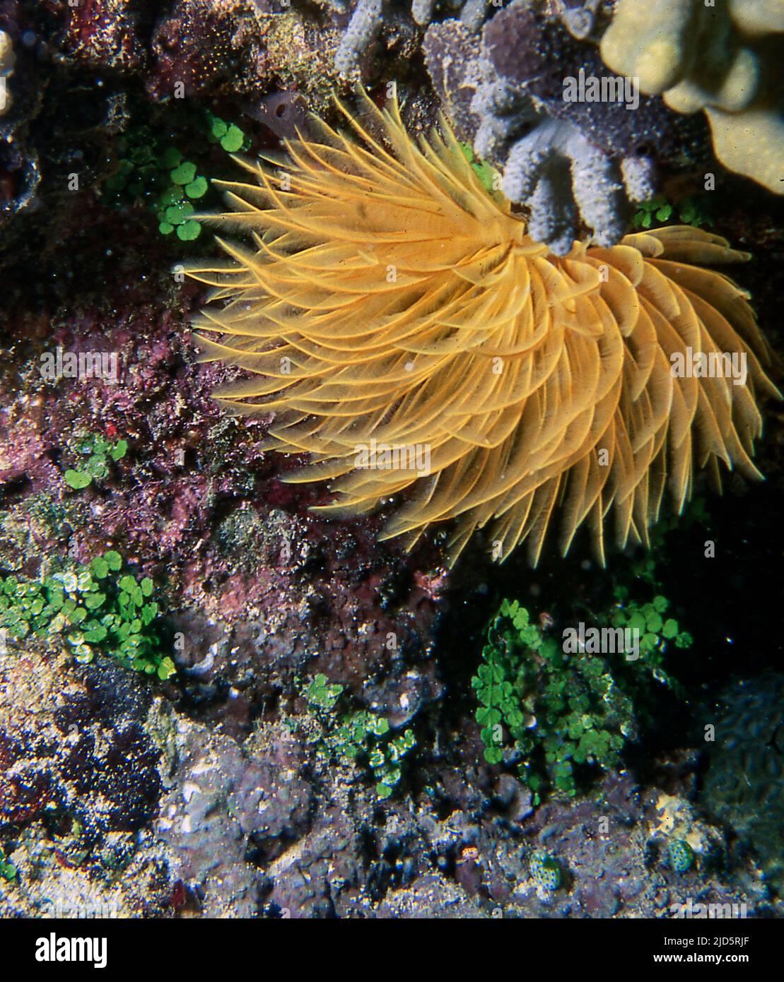 Tube worm (Sabellastarte sp.) from Bunaken, North Sulawesi, Indonesia. Stock Photo