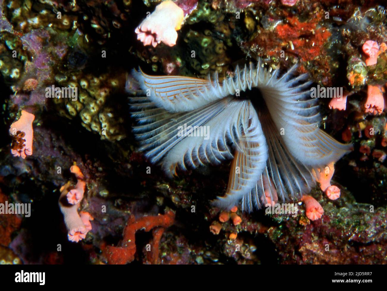 Tube worm (Sabellastarte sp.) from a reef in the Philippines. Stock Photo