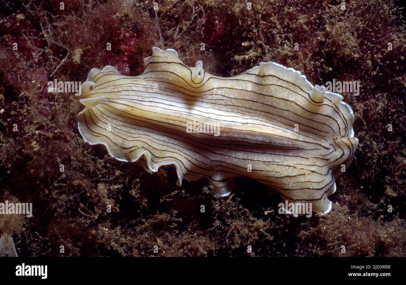 Candy striped flatworm (Prostheceraus vittatus) from Hidra, south-western Norway. Stock Photo