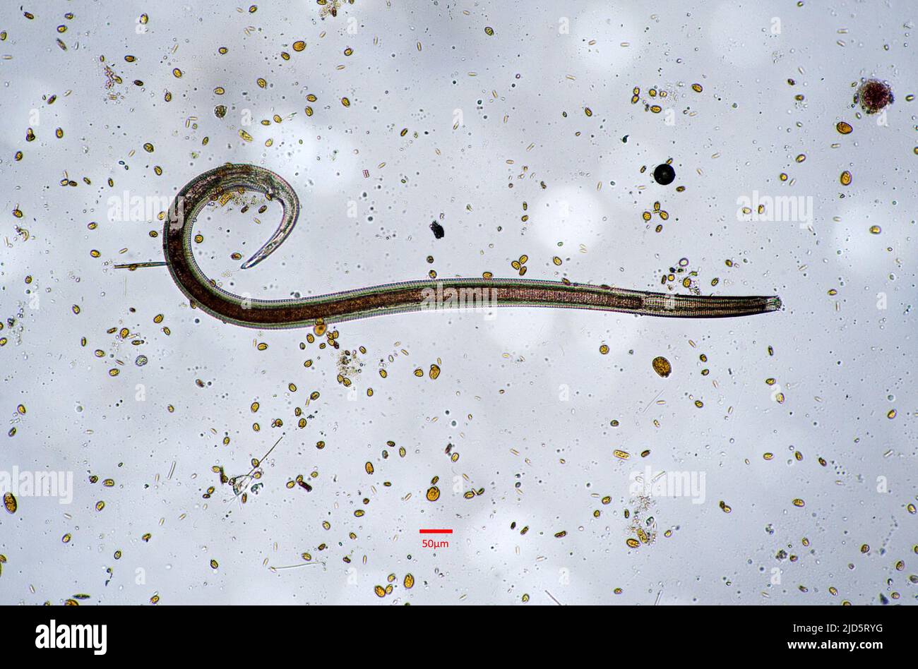 A roundworm collected from a marine aquarium. Stock Photo