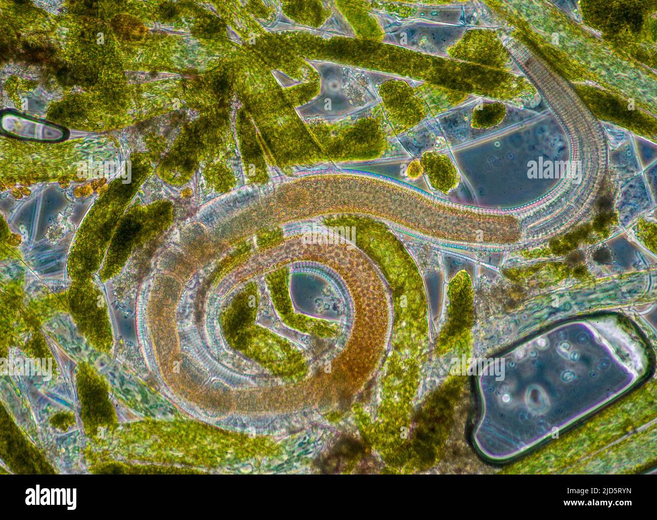 A roundworm embedded in microscopic green, filamentous algae. Collected from a marine aquarium. Stock Photo
