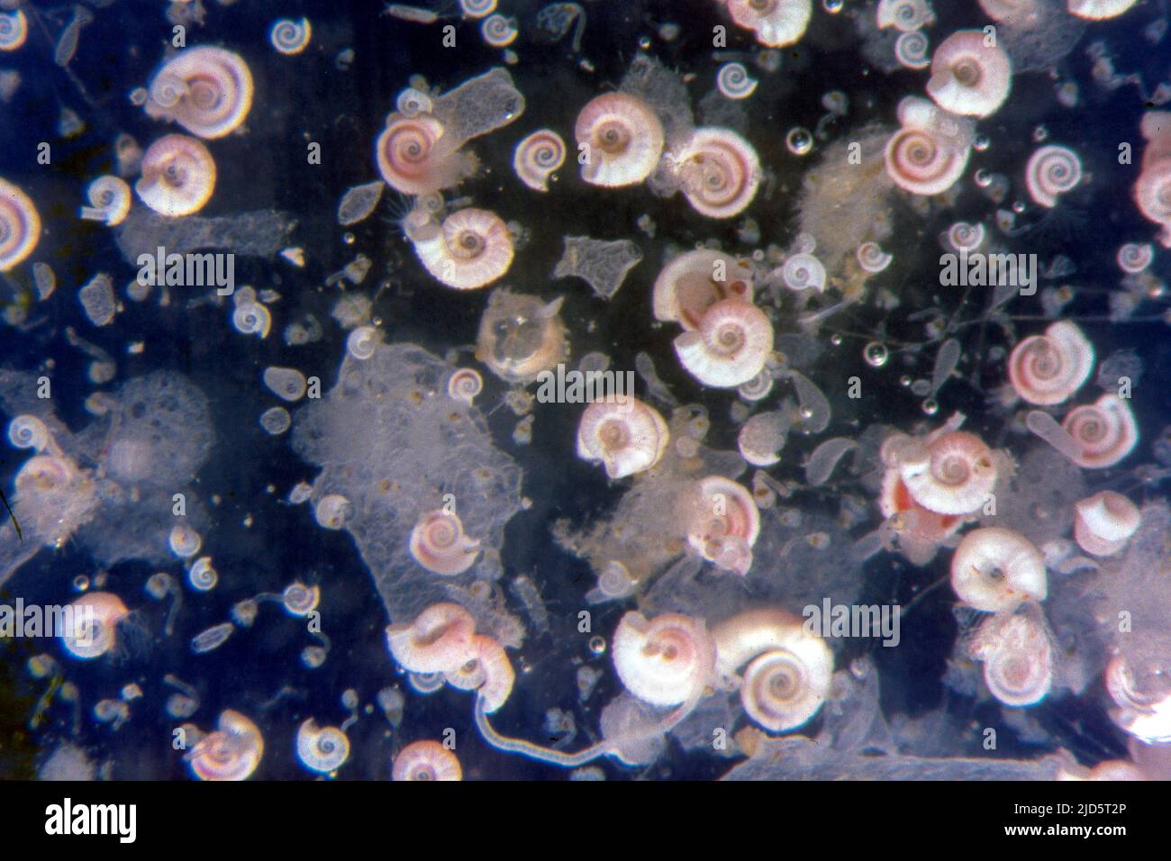 Small, calcareous tube worms from the genus Spirorbis. Aquariumphoto. Stock Photo