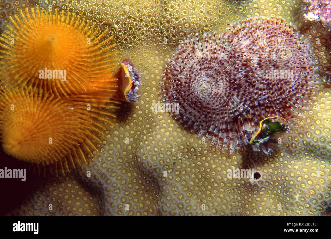 Christmas Tree Worms(Spirobranchus corniculatus) from Flinders Reef