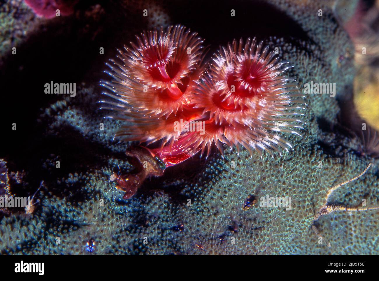 Christmas Tree Worms(Spirobranchus gardineri). Aquariumphoto Stock
