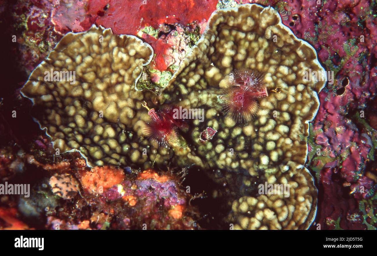 Christmas Tree Worms(Spirobranchus gardineri) in the coral Leptoseris mycetoseroides. Photo from 20 meters depth at Kuredu Island, the Maldives. Stock Photo
