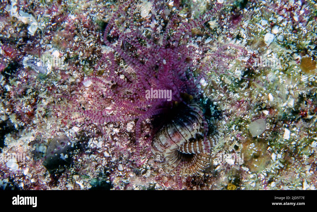 Loimia medusa from Fliders Reef, the Coral Sea. Stock Photo