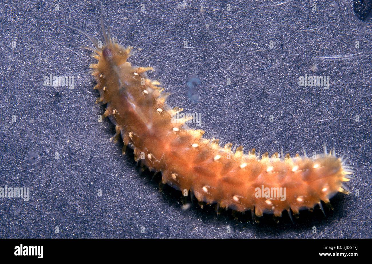 Scale worm from the genus Lepidonotus. Aquariumphoto. Stock Photo