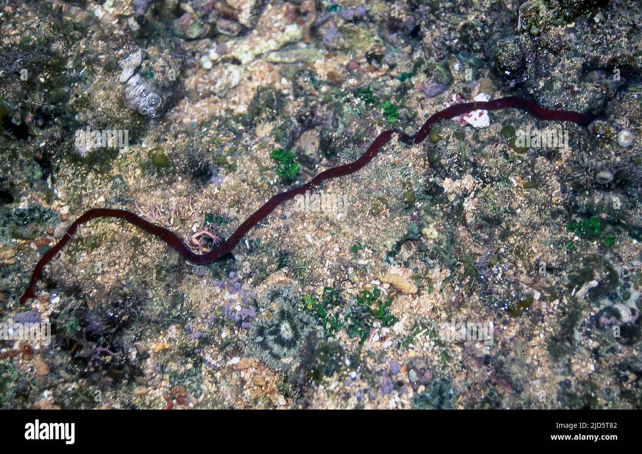 Ribbon worm (Baseodiscus sp.?) from Suva Reef, Fiji Stock Photo Alamy