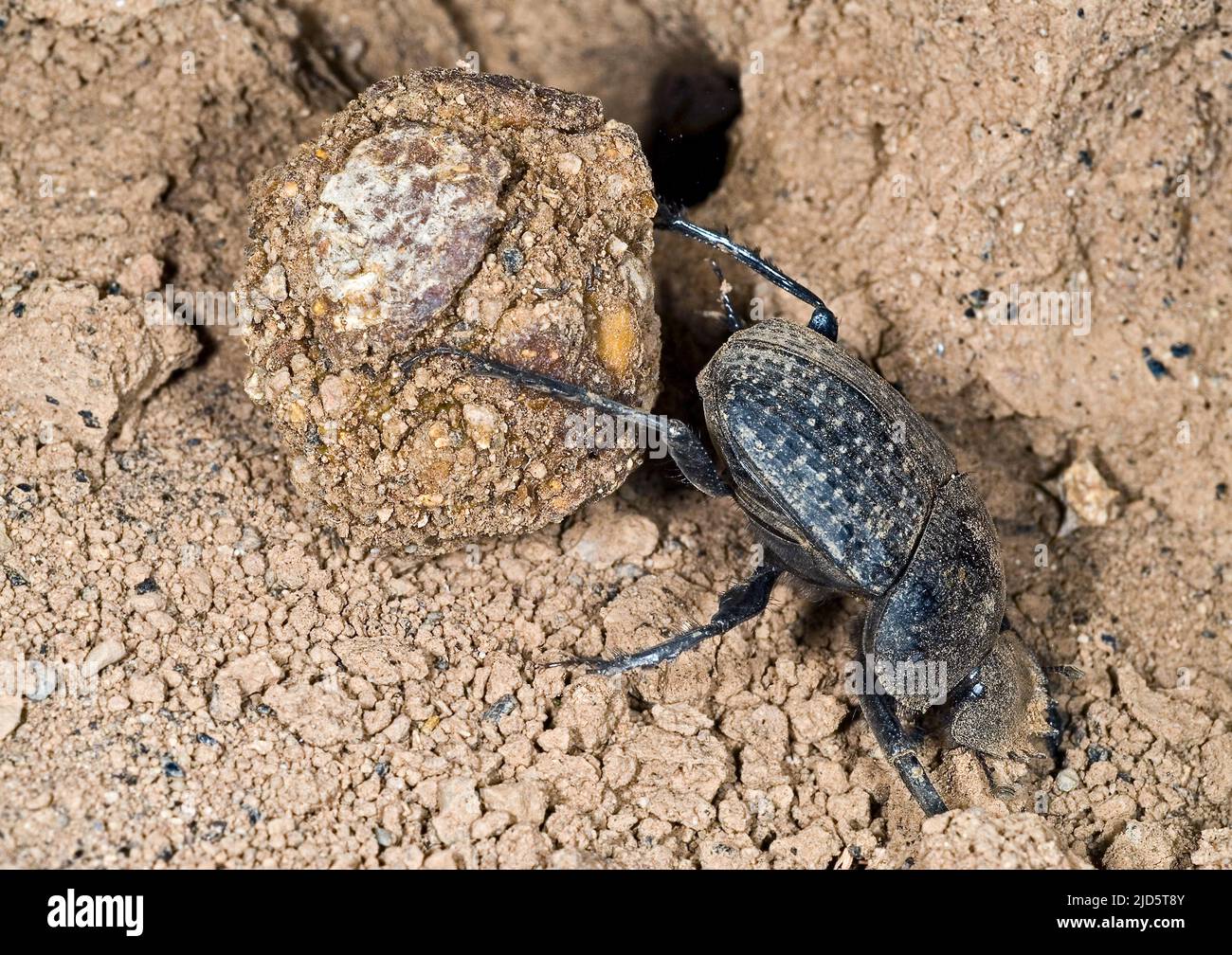 Dung beetle rolling dung. Possibly Scarabaeus sp. Tanzania. Stock Photo