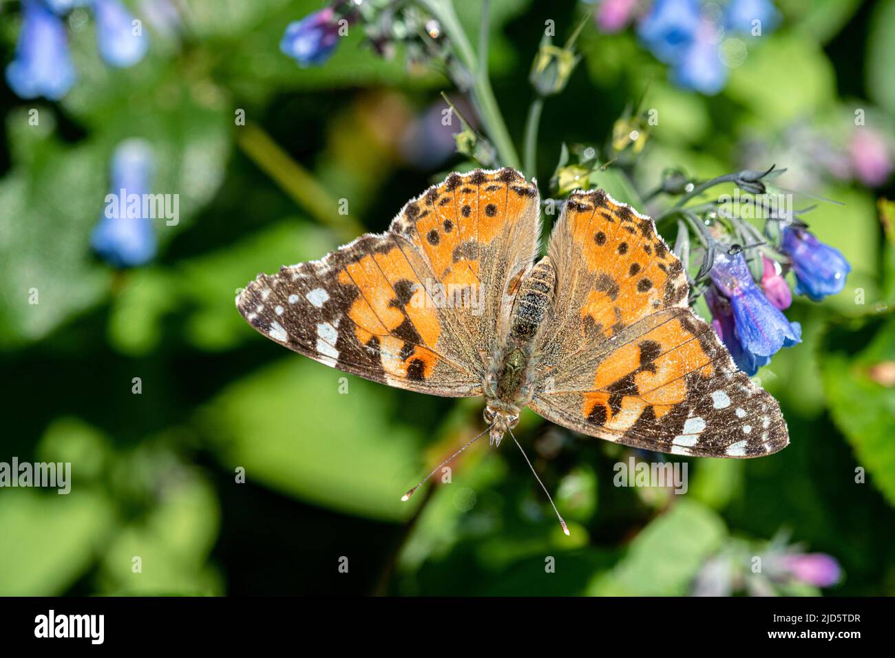 Painted lady (Vanessa cardui) from Hidra, south-western Norway in June. Stock Photo