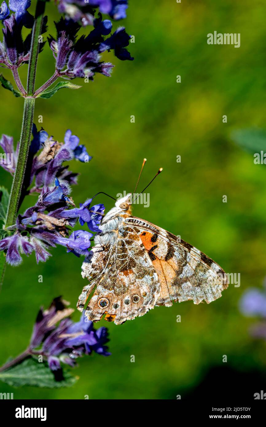Painted lady (Vanessa cardui) from Hidra, south-western Norway in June. Stock Photo